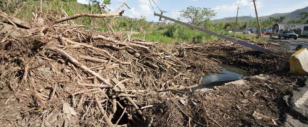 vt_wood_debris